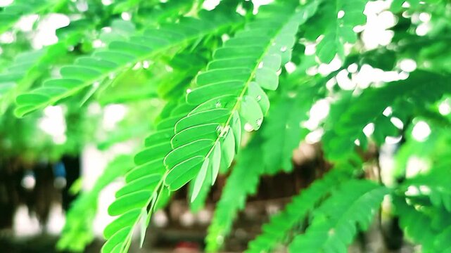 Tamarind green leaves on water drops
