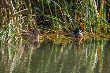male and female mallard ducks in The Chichester Canal West Sussex England with reflections in the...