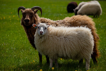 The icelandic sheep playing on green glass in a summer day
