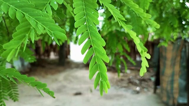 Tamarind green leaves on water drops