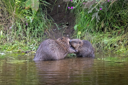 Beaver adult with a kit grooming each other