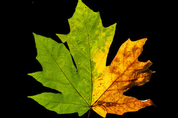 maple leaf on black