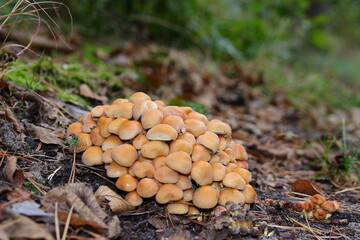 Maślanka wiązkowa - Hypholoma fasciculare