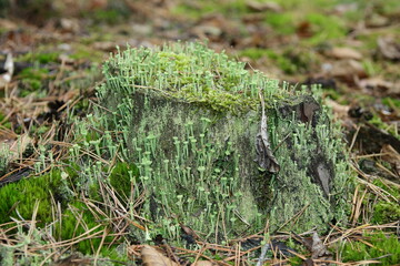 Chrobotek kieliszkowaty - Cladonia chlorophaea