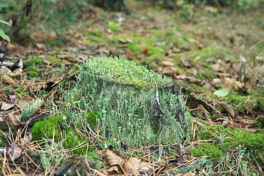 Chrobotek kieliszkowaty - Cladonia chlorophaea