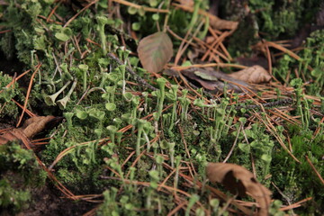 Chrobotek kieliszkowaty - Cladonia chlorophaea