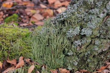 Chrobotek szydlasty - Cladonia coniocraea