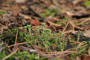 Chrobotek kieliszkowaty - Cladonia chlorophaea