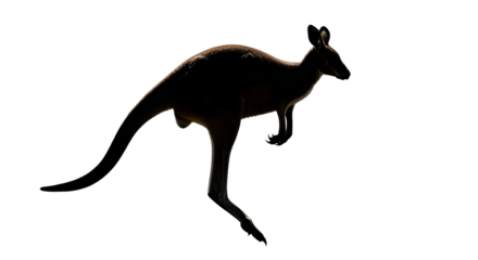Kangaroo jumping, wildlife in action isolated PNG with Transparent Background