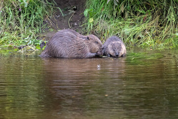 Beaver adult with a kit grooming each other