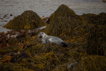 The seals on the beach of Iceland