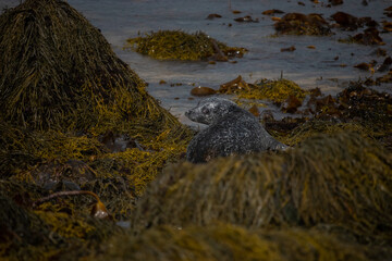 The seals on the beach of Iceland