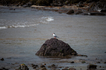 The seals on the beach of Iceland