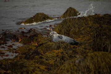 The seals on the beach of Iceland