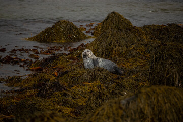 The seals on the beach of Iceland