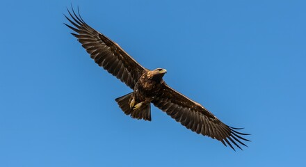 Obraz premium Golden eagle soaring sky