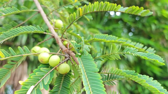  Fresh Amla (Indian gooseberry) fruits On the tree.