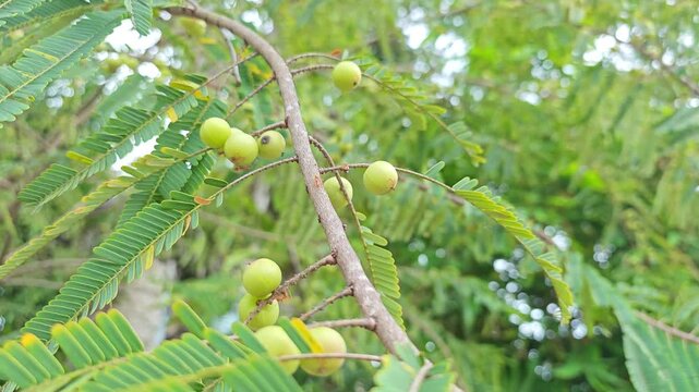  Fresh Amla (Indian gooseberry) fruits On the tree.