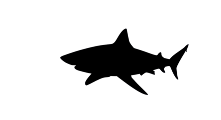 Black silhouette of a shark isolated PNG with Transparent Background