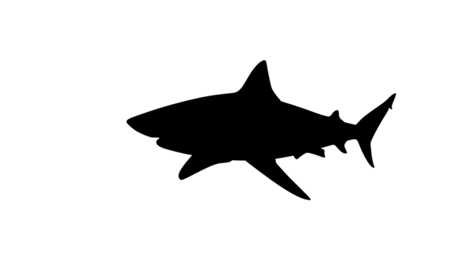 Black silhouette of a shark isolated PNG with Transparent Background
