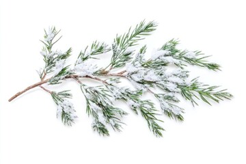 Branch of pine leaves snow isolated nature.