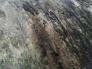 Layers Of Life Weathered Wood Pattern & Real Moss
