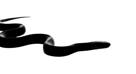 Black snake crawling across the floor isolated PNG with Transparent Background