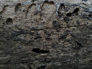 tree bark texture