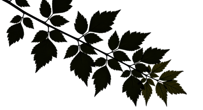 Branch of leaf black silhouette isolated PNG with Transparent Background