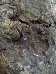tree bark texture