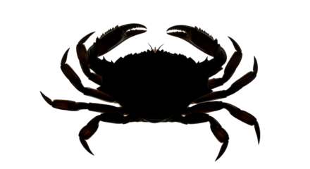 Black Crab silhouette for graphic design isolated PNG with Transparent Background