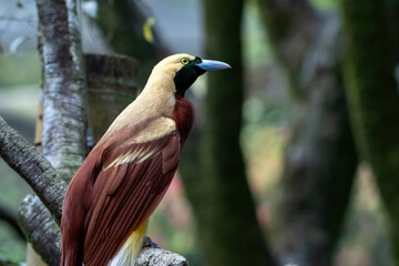 Cendrawasih bird in forest, The red bird-of-paradise (Paradisaea rubra), Cendrawasih bird on a tree branch