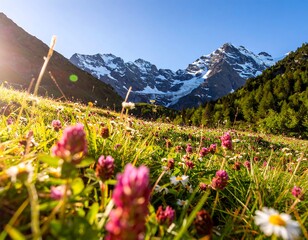 Alpine meadow flowers at sunrise