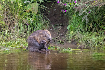 Fototapeta premium Beaver cleaning itself on the riverbank