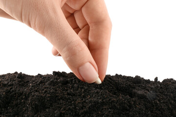 Woman putting bean into pile of fresh soil on white background, closeup