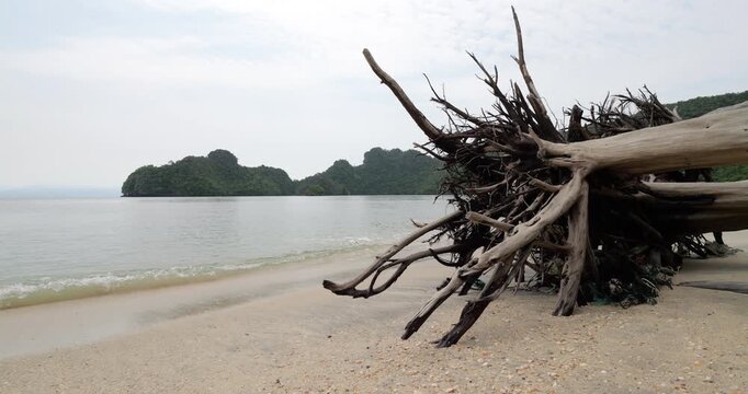 Gentle waves wash onto sandy Tanjung Rhu Beach, where large fallen tree with exposed roots lies near shoreline. Remote and tranquil atmosphere on Langkawi's northern coast
