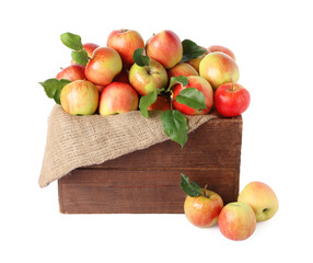 Fresh ripe apples with green leaves in wooden crate isolated on white
