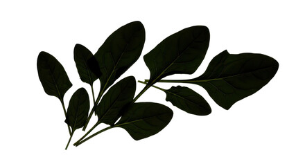 Fresh spinach leaves flat lay arrangement isolated PNG with Transparent Background