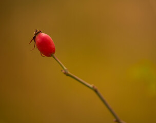 Obraz premium Close up of dog rose in early autumn