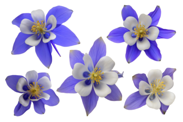 columbine flowers in bloom with blue petals and white centers isolated on white background