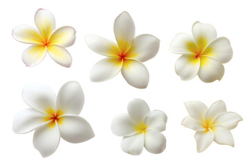 Fototapeta premium plumeria flowers showing details of the petals and centers isolated on white background