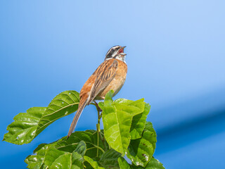 枝にとまるホオジロ