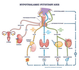 Fototapeta na wymiar Hypothalamic pituitary axis flow visualizes hormone control linking brain and glands, key structures, hypothalamus, pituitary, thyroid, pathways and feedback shown. Outline diagram