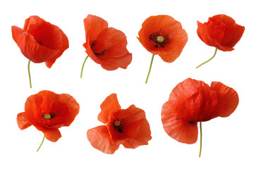 Obraz premium Collection of vibrant red poppies in full bloom isolated on white background