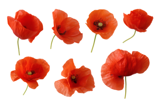 Collection of vibrant red poppies in full bloom isolated on white background