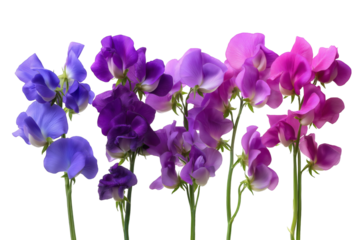  vibrant display of sweet pea flowers in a rainbow of colors isolated on white background