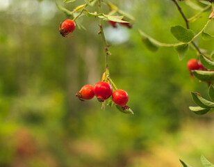 Fototapeta premium Close up of dog rose in early autumn