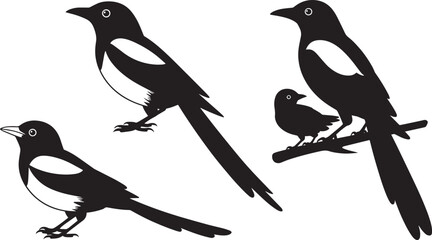 Black magpie bird silhouettes set isolated on transparent background, nature wildlife