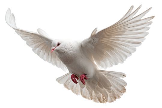 White dove in flight against a black background