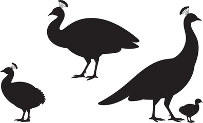 Fototapeta premium Peacock Pavo Bird Silhouettes Set Peahen Peachick Wildlife Feathers
